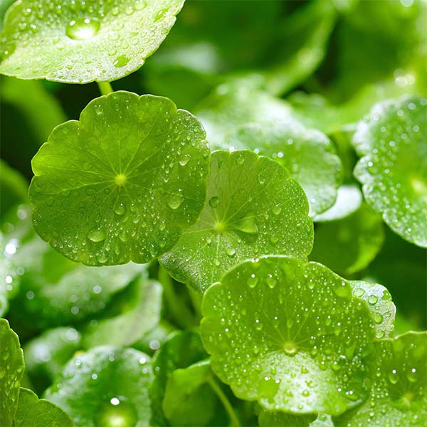 EXTRACTOS DE CENTELLA ASIÁTICA